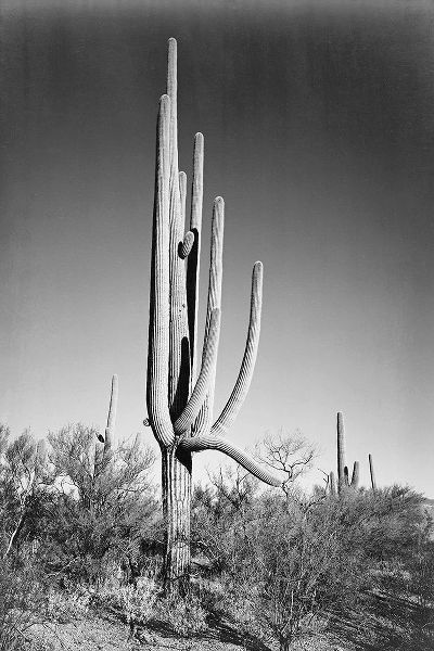 Full view of cactus and surrounding shrubs, In Saguaro National Monument, Arizona, ca. 1941-1942