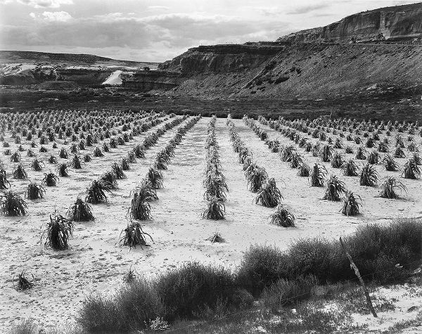 Looking across rows of corn, cliff in background, Corn Field, Indian Farm near Tuba City, Arizona, i