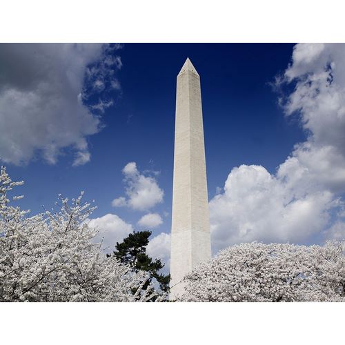 Washington Monument and cherry trees, Washington, D.C.