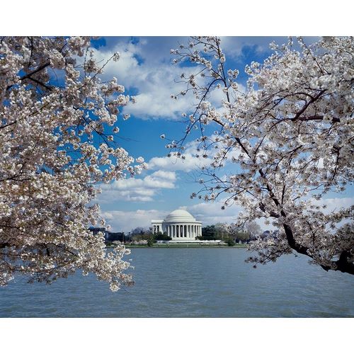 Jefferson Memorial with cherry blossoms, Washington, D.C.
