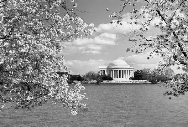 Jefferson Memorial with cherry blossoms, Washington, D.C. - Black and White Variant
