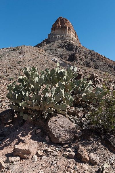 Prickly Pear Cactus and scenery in Big Bend National Park, TX