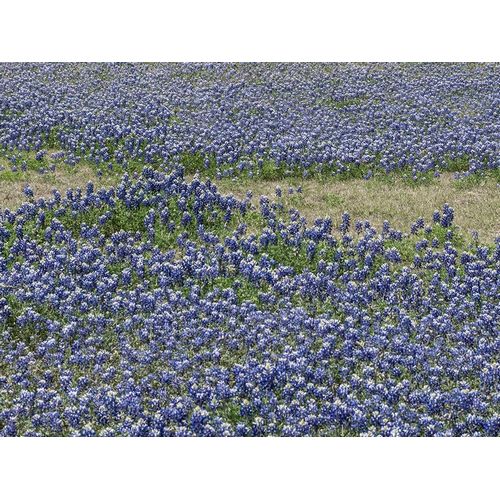 A profusion of Bluebonnets, in a field in Boerne, TX