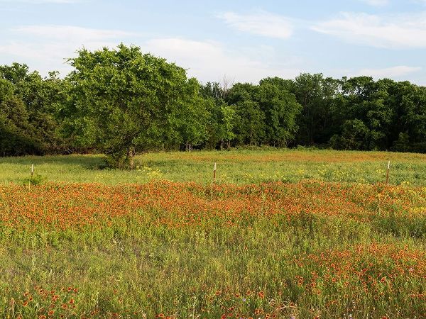 A field of wildflowers near the town of Trenton in Fannin County in Northeast Texas
