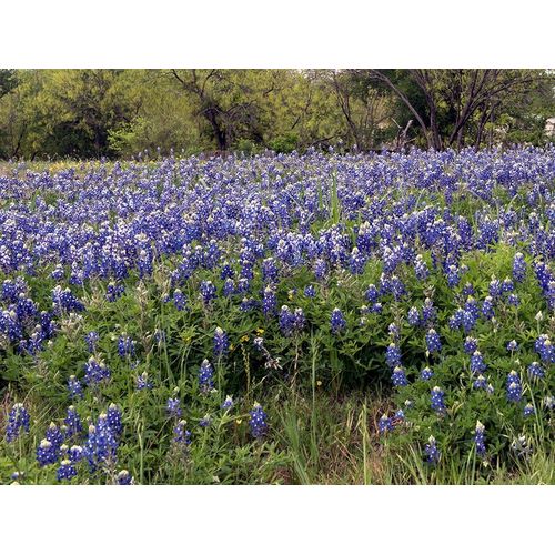 A pretty field of bluebonnets near Marble Falls, TX