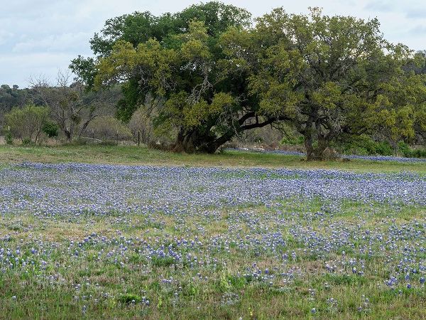 Field of bluebonnets in the Texas Hill Country, near Burnet