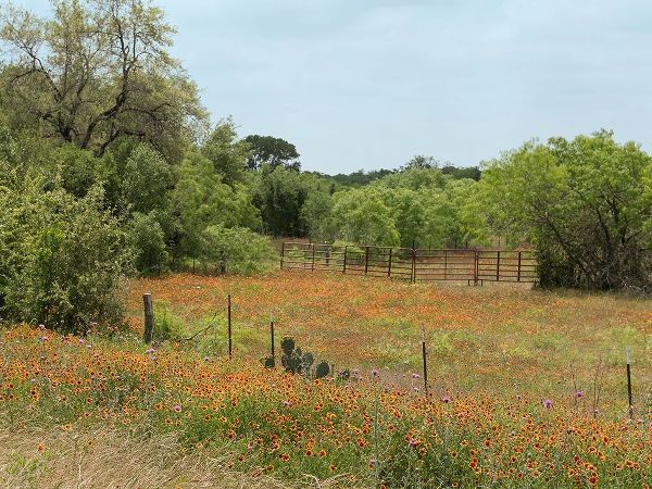 Field of wildflowers in Gonzales County, TX