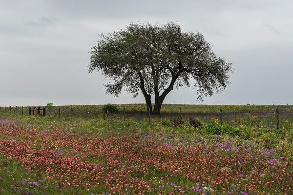 Wildflower field near Poteet in Atascosa County, TX