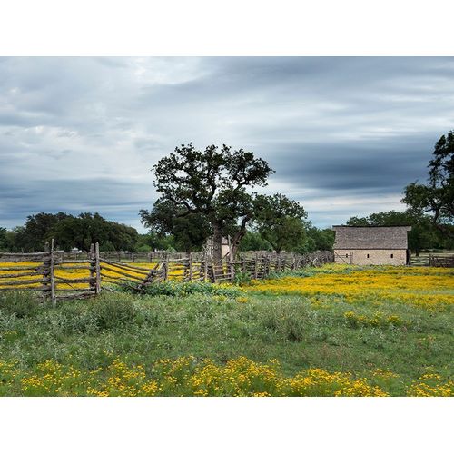 A beautiful wildflower array in a meadow in Johnson City, TX