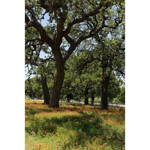 Shade trees and wildflowers on the LBJ Ranch, near Stonewall in the Texas Hill Country