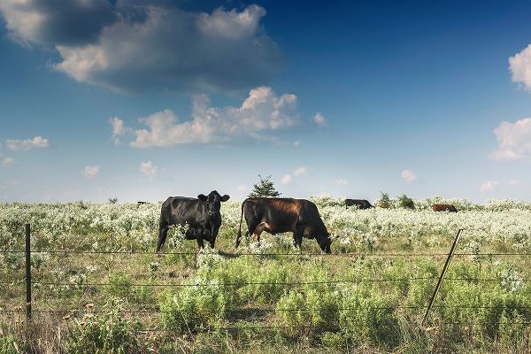Cows in a field of wildflowers in rural Hunt County near Greenville, TX