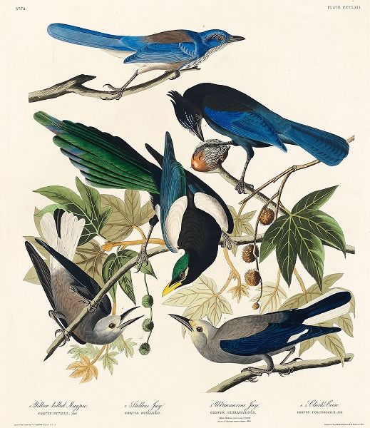 Yellow-Billed Magpie, Stellers Jay, Ultramarine Jay and Clarks Crow