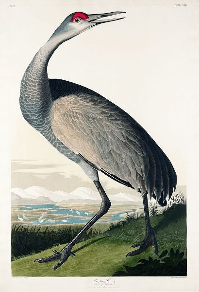 Hooping Crane