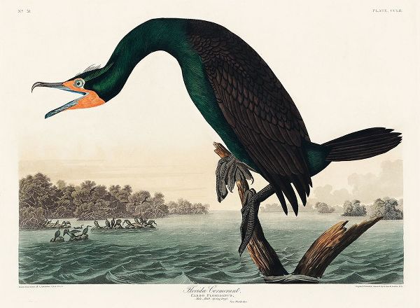 Florida Cormorant