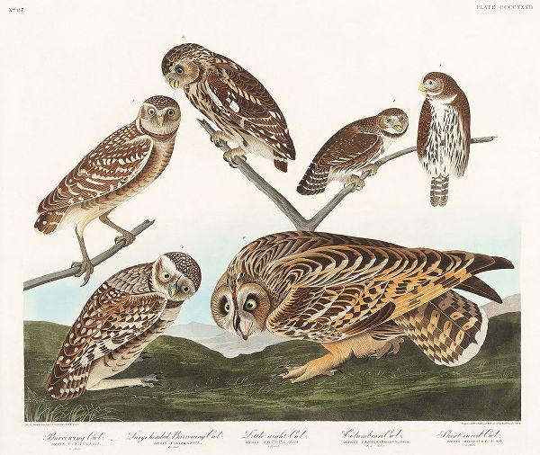 Burrowing Owl, Large-Headed Burrowing Owl, Little Night Owl, Columbian Owl and Short-cared Owl