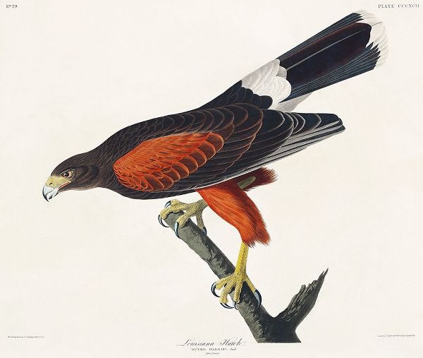 Louisiana Hawk