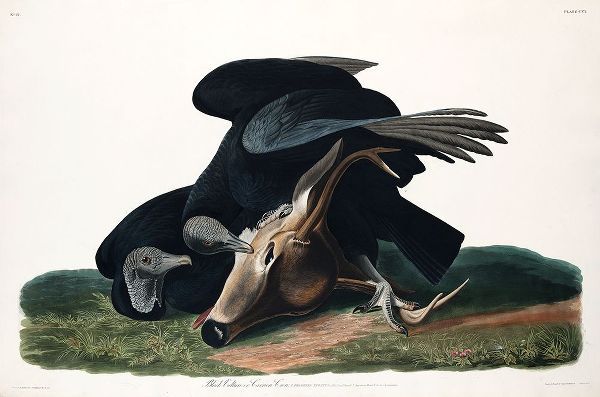 Black Vulture, or Carrion Crow혻