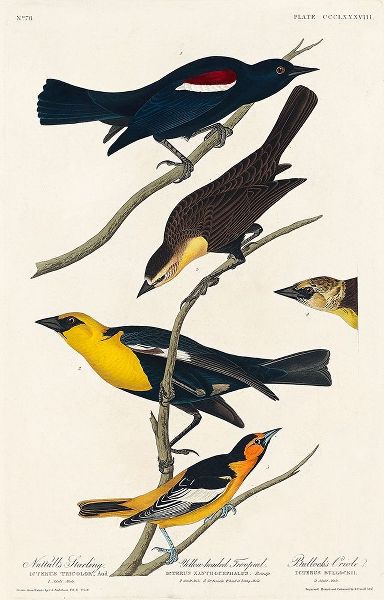 Nuttalls Starling, Yellow-headed Troopial and Bullocks Oriole