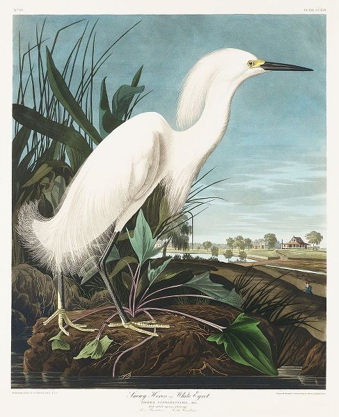 Snowy Heron, or White Egret