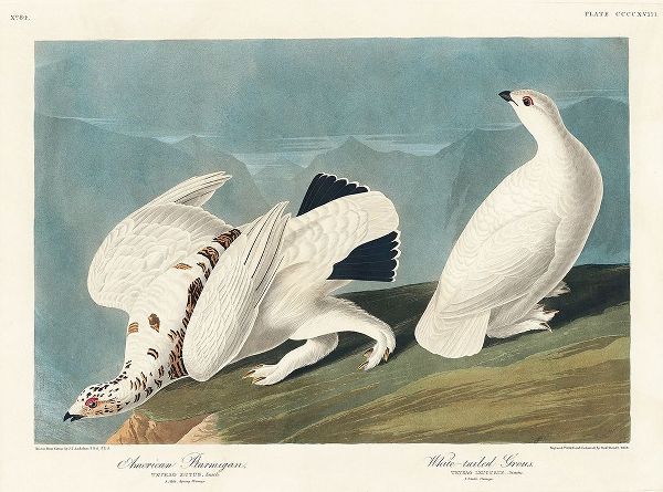 American Ptarmigan and White-tailed Grous