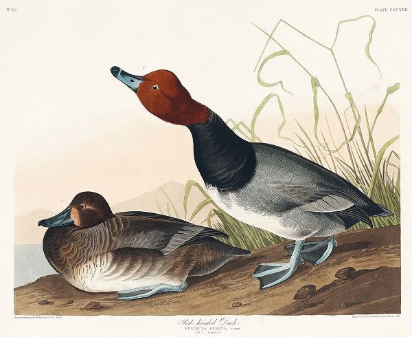 Red-headed Duck