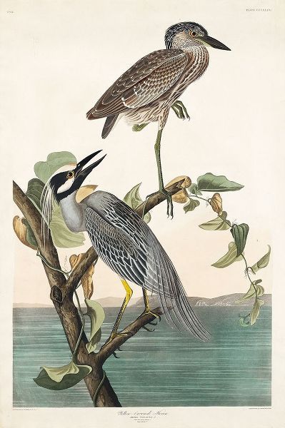 Yellow-Crowned Heron