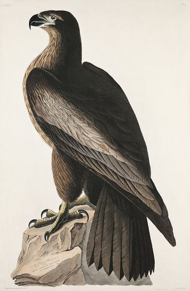 The Bird of Washington or Great American Sea Eagle