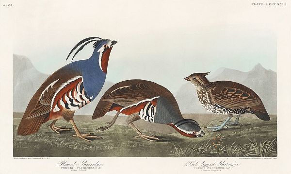 Plumed Partridge and Thick-legged Partridge