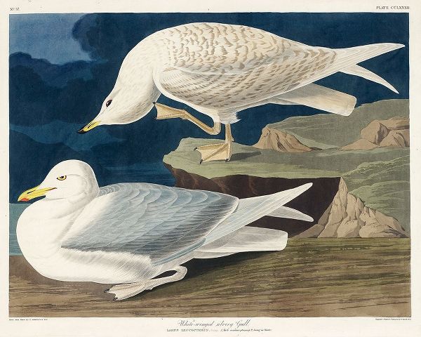 White-winged silvery Gull