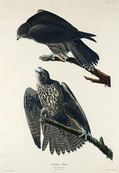 Labrador Falcon