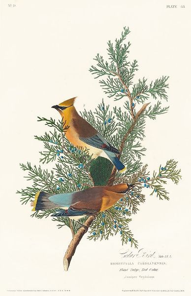 Cedar Bird