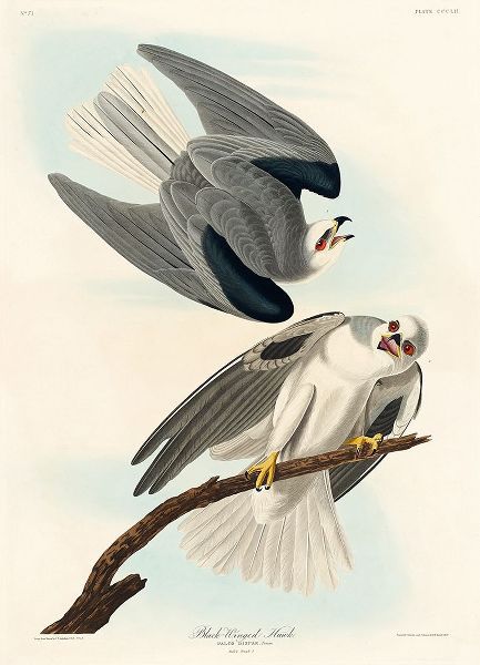 Black-Winged Hawk