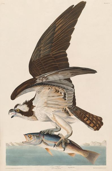 Fish Hawk, or Osprey