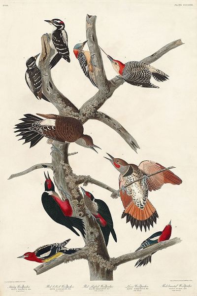 Hairy Woodpecker, Red-bellied Woodpecker, Red-shafted Woodpecker, Lewis Woodpecker and Red-breasted