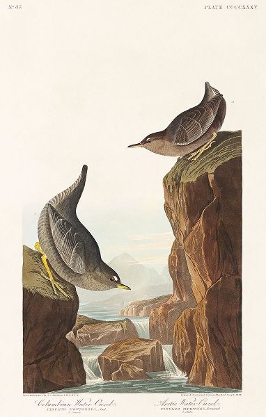 Columbian Water Ouzel and Arctic Water Ouzel