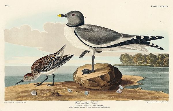Fork-tailed Gull