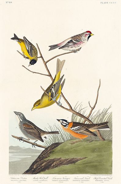 Arkansaw Siskin, Mealy Red-poll, Louisiana Tanager, Townsends Bunting and Buff-breasted Finch혻