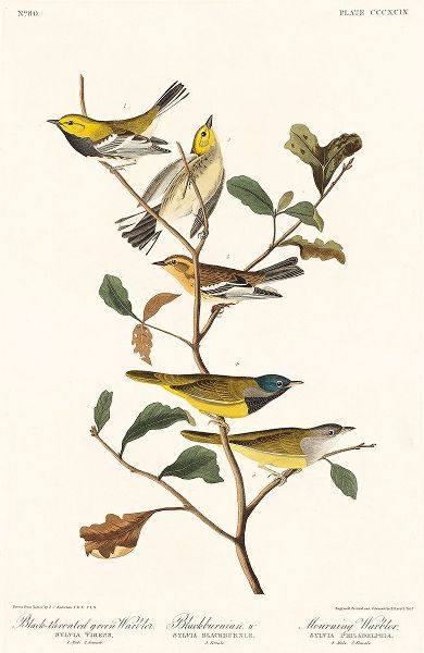 Black-throated green Warbler, Blackburnian and Mourning Warbler혻