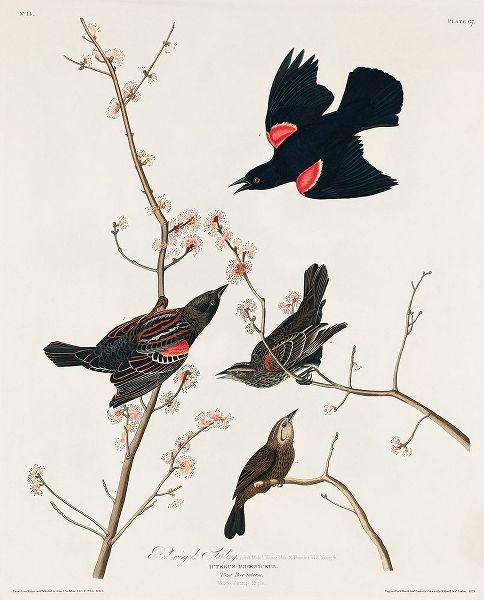 Red winged Starling, or Marsh Blackbird