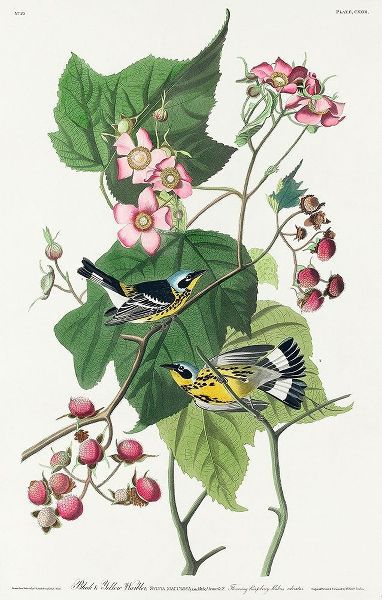 Black and Yellow Warblers