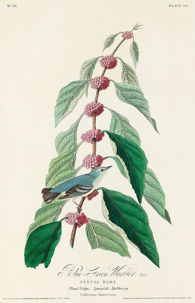 Blue-green Warbler