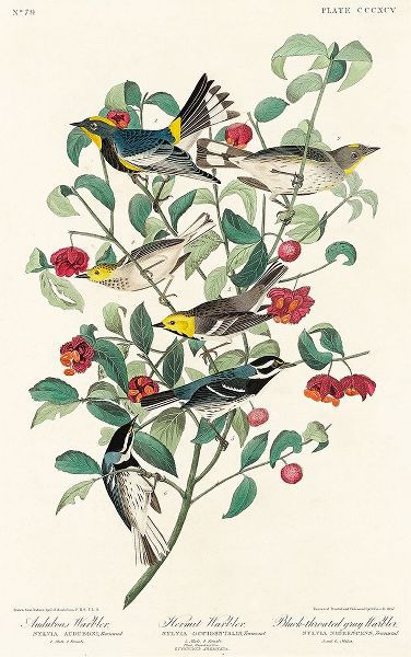 Audubons Warbler, Hermit Warbler and Black-throated gray Warbler혻