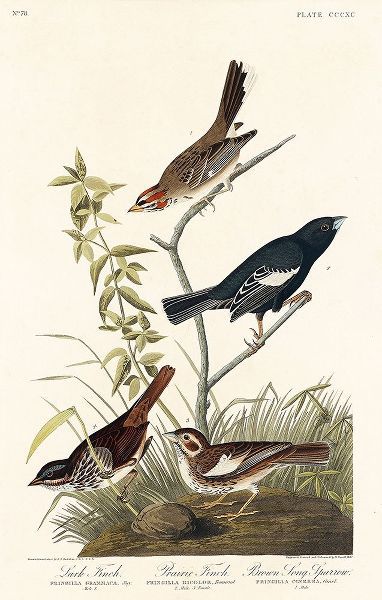 Lark Finch, Prairie Finch and Brown Song Sparrow