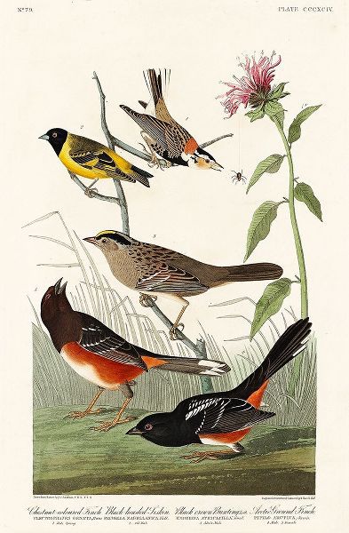 Chestnut-coloured Finch, Black-headed Siskin, Black crown Bunting and Arctic Ground Finch