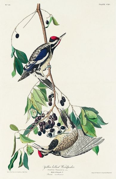 Yellow bellied Woodpecker