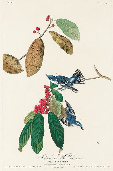 Azure Warbler