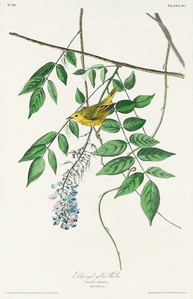 Blue-eyed yellow Warbler