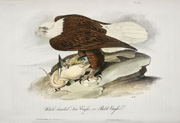 White Headed Sea Eagle or Bald Eagle