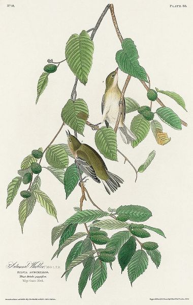 Autumnal Warbler