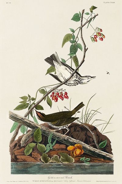 Golden-crowned Thrush
